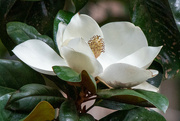 25th Jul 2022 - Magnolia Flower