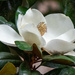 Magnolia Flower by jifletcher