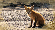 6th Aug 2022 - Young Fox