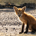 Young Fox by radiogirl