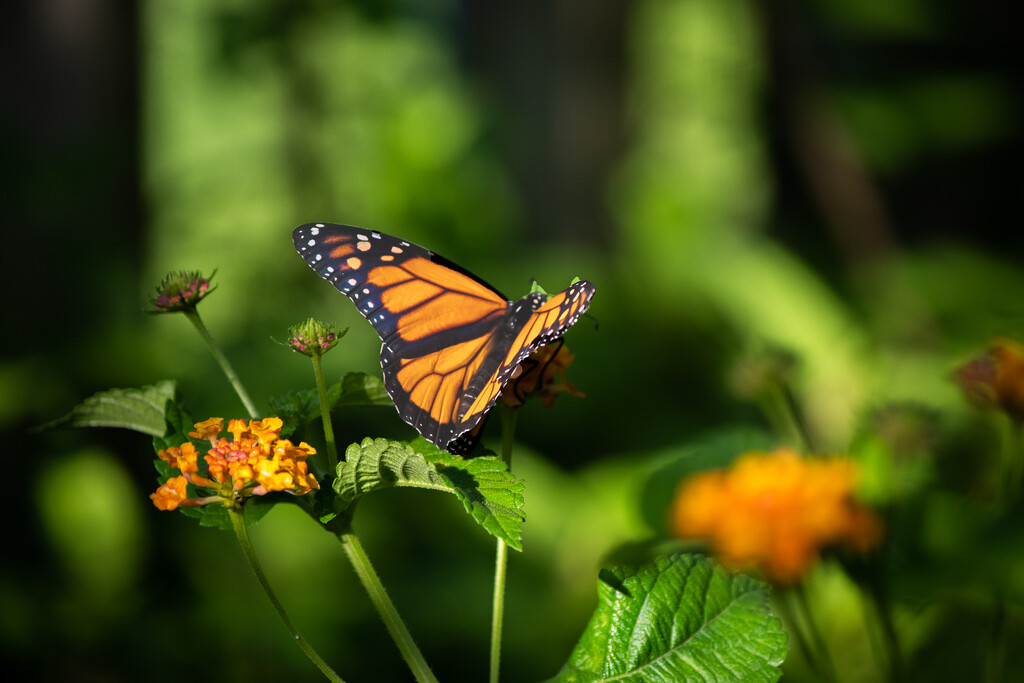 Orange Monarch Butterfly by jifletcher