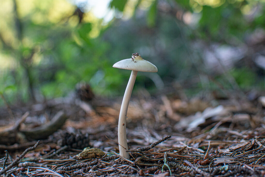 Lonely mushroom... by thewatersphotos
