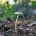 Lonely mushroom...