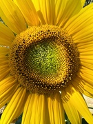 5th Aug 2022 - Sunflower