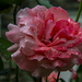 Wet Rose by cwbill
