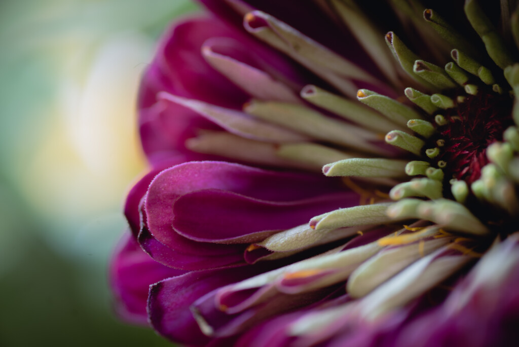 Purple flower by dawnbjohnson2