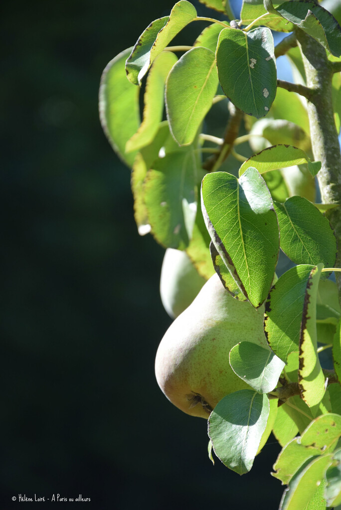 Pears by parisouailleurs