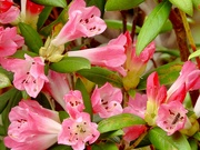 6th Aug 2022 - The first of the Rhodo's..