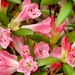 The first of the Rhodo's..