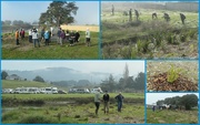 6th Aug 2022 - Kaiaua tree planting