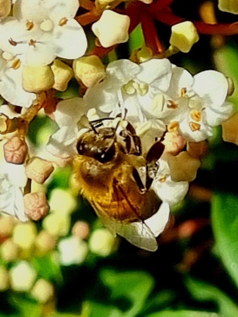 Busy bee by rustymonkey