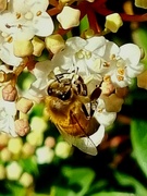 6th Aug 2022 - Busy bee