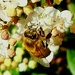 Busy bee by rustymonkey