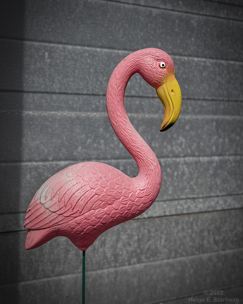 Pink Flamingo by helstor365