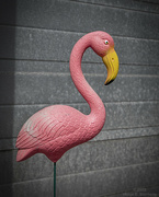 6th Aug 2022 - Pink Flamingo