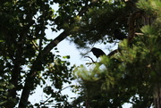 26th Jun 2022 - July 26 Crow in trees IMG_6736A