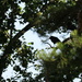 July 26 Crow in trees IMG_6736A by georgegailmcdowellcom