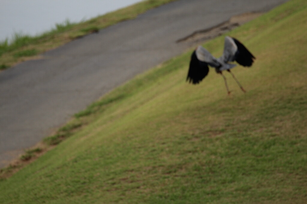 June 27 Blue Heron taking flightIMG_6744A by georgegailmcdowellcom