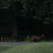 Deer at  #9 IMG_6749A by georgegailmcdowellcom