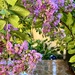 Crepe Myrtle Blooms After the Rain by calm