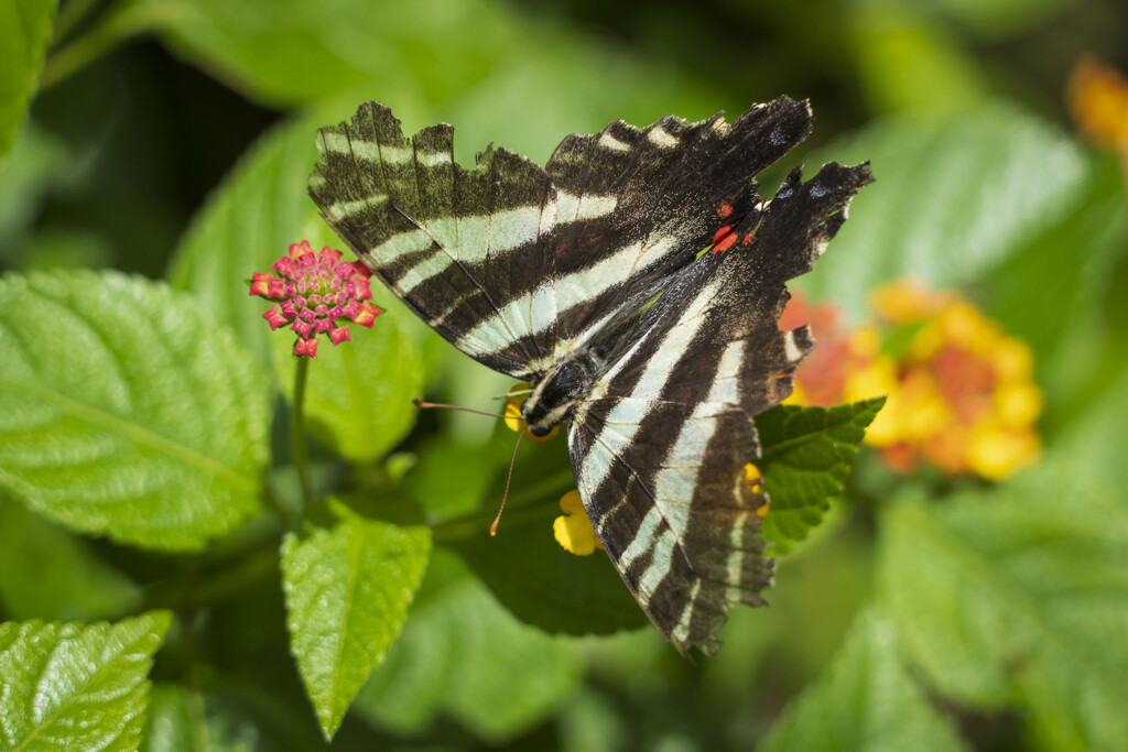 Zebra Swallowtail  by kvphoto