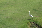 19th Jul 2022 - July 19 White Egret changing ponds IMG_6755A