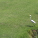 July 19 White Egret changing ponds IMG_6755A by georgegailmcdowellcom