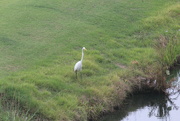 21st Jul 2022 - July 21 White Egret on the hunt IMG_6761A