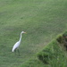July 22 White Egret again IMG_6766A by georgegailmcdowellcom