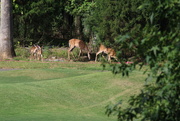 5th Aug 2022 - August 5 Family of Deer IMG_6877A