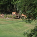 August 5 Family of Deer IMG_6877A by georgegailmcdowellcom