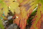 6th Aug 2022 - Geranium leaves looking autumny already