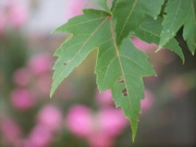 7th Aug 2022 - Maple leaves on pink bokeh...