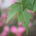 Maple leaves on pink bokeh...