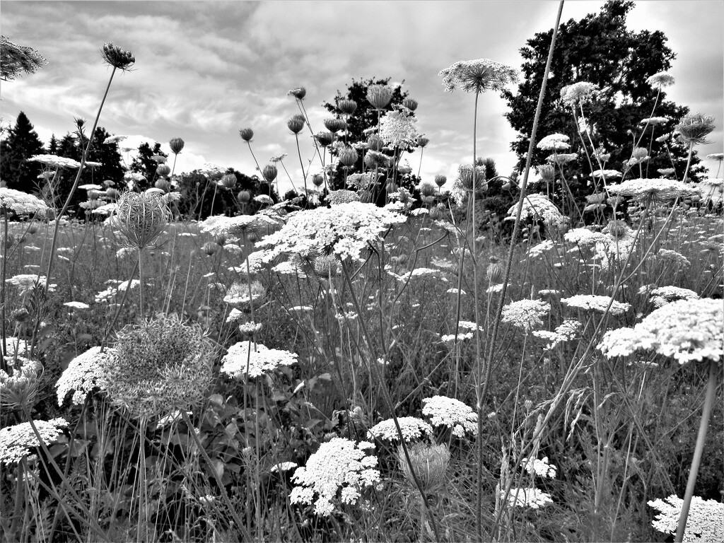 Field in Black & White by granagringa