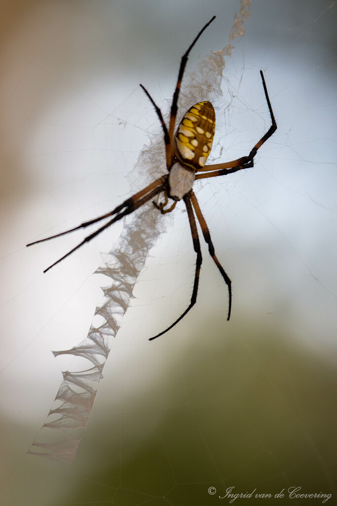Yellow Garden Spider by ingrid01