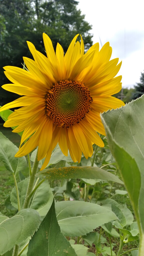 First Sunflower of the Season by julie