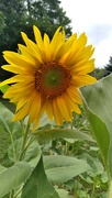 6th Aug 2022 - First Sunflower of the Season