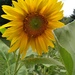 First Sunflower of the Season by julie