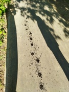 5th Aug 2022 - Traces and shadows.