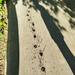 Traces and shadows. by nyngamynga