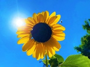 6th Aug 2022 - Sunny Sunflower