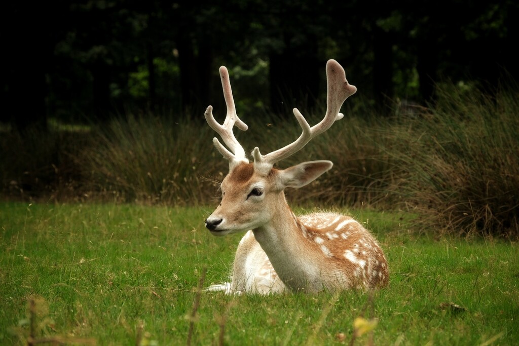 Deer at Dunham Massey by helenhall
