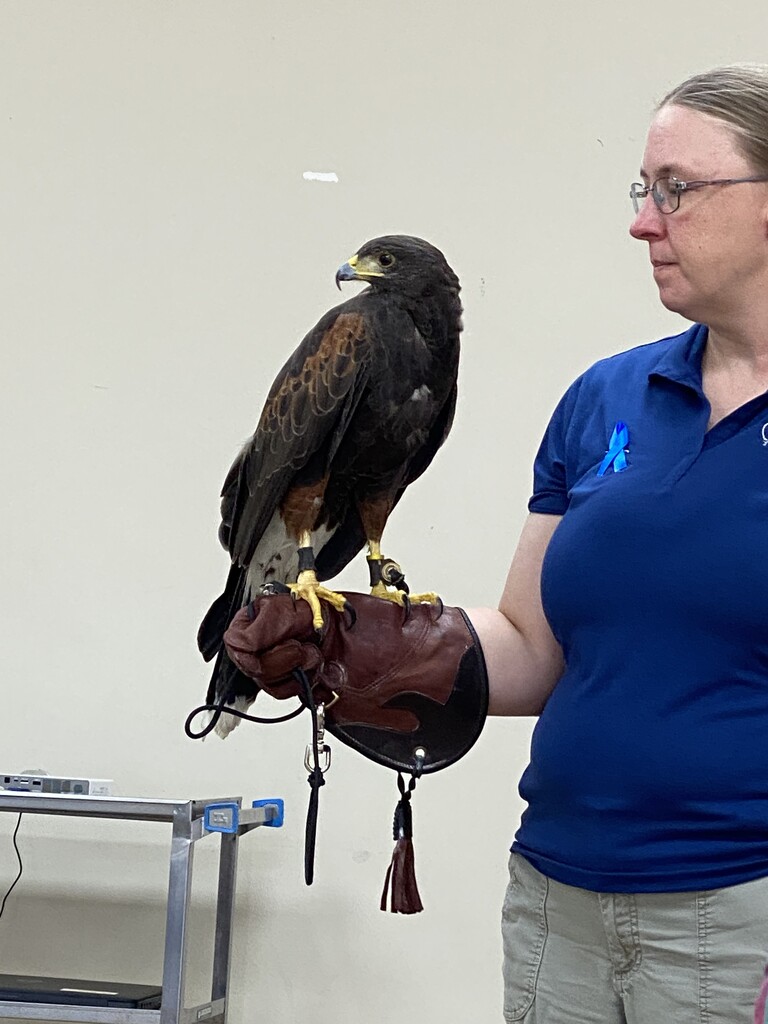 Learning about Harris's Hawk by tunia