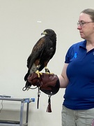 6th Aug 2022 - Learning about Harris's Hawk