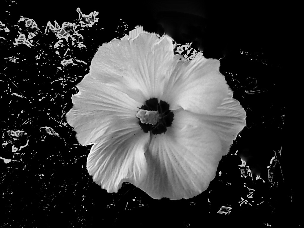A Rose of Sharon in Black and White by olivetreeann