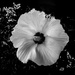 A Rose of Sharon in Black and White