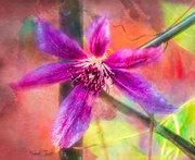 6th Aug 2022 - clematis