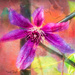 clematis by samae