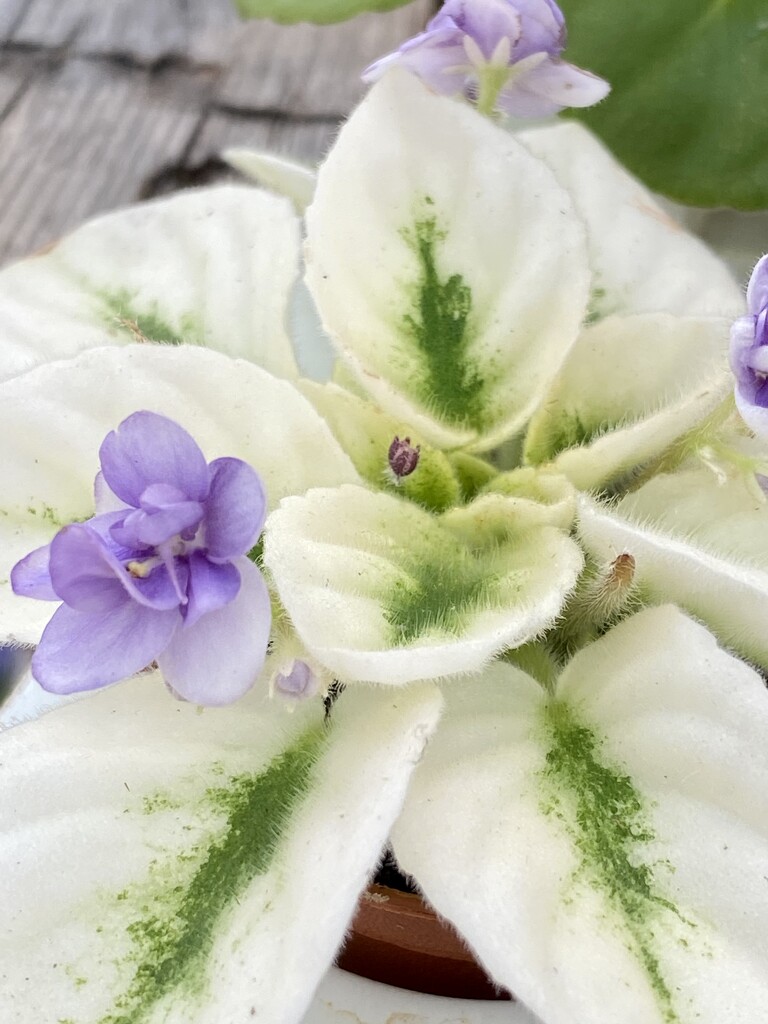 African Violet  by clay88